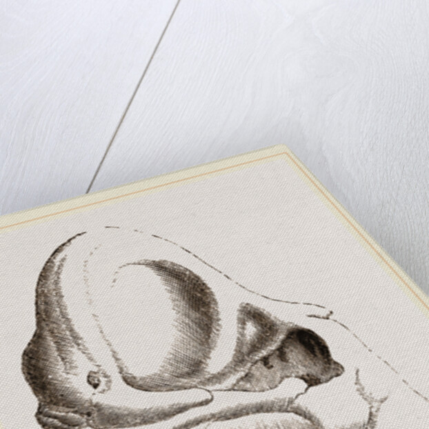 Skull of Indian Elephant by Anonymous