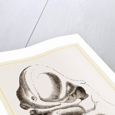 Skull of Indian Elephant by Anonymous