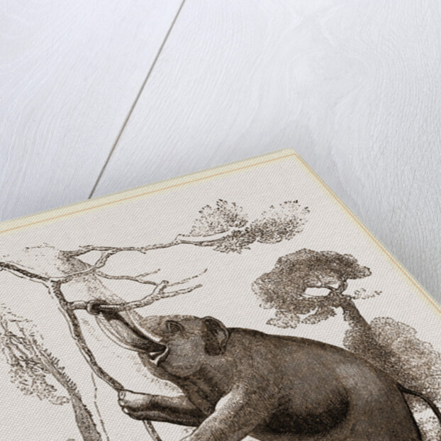 Elephant browsing by Anonymous