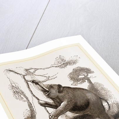 Elephant browsing by Anonymous