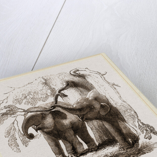 Young elephants browsing by Anonymous