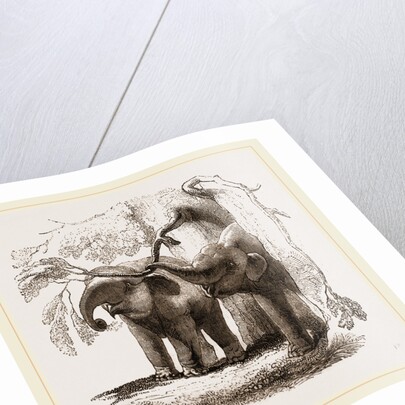 Young elephants browsing by Anonymous