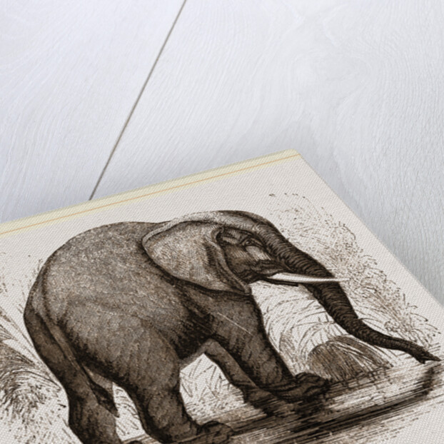 African Elephant by Anonymous