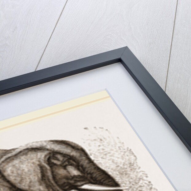 African Elephant by Anonymous