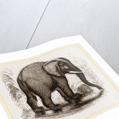 African Elephant by Anonymous