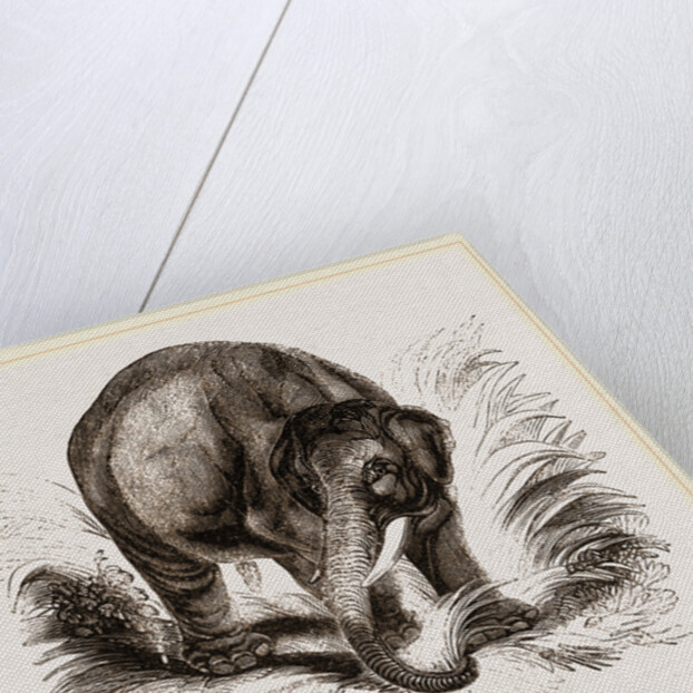 Asiatic Elephant by Anonymous