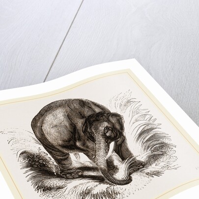 Asiatic Elephant by Anonymous