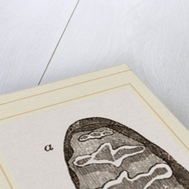 Teeth of African Elephant by Anonymous