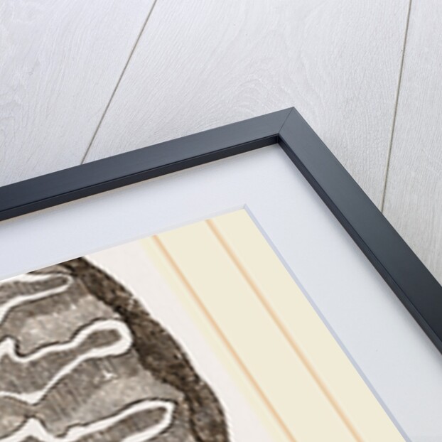 Teeth of African Elephant by Anonymous