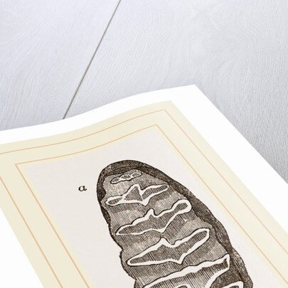 Teeth of African Elephant by Anonymous