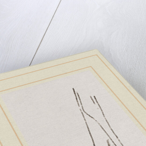 Teeth of Common Hare by Anonymous