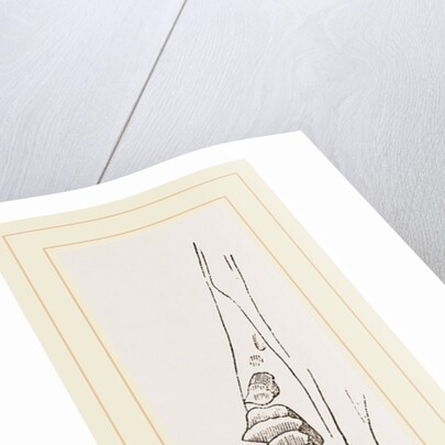 Teeth of Common Hare by Anonymous