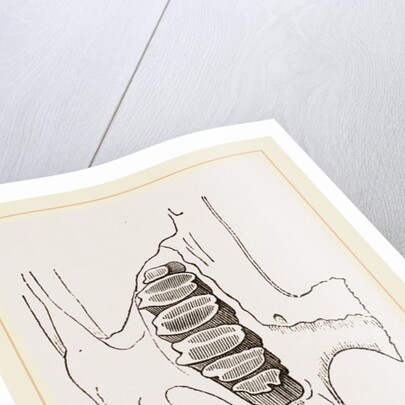 Teeth of Common Hare by Anonymous