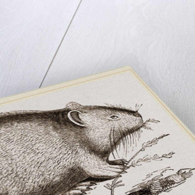 Dwarf Pika by Anonymous