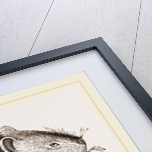 Dwarf Pika by Anonymous