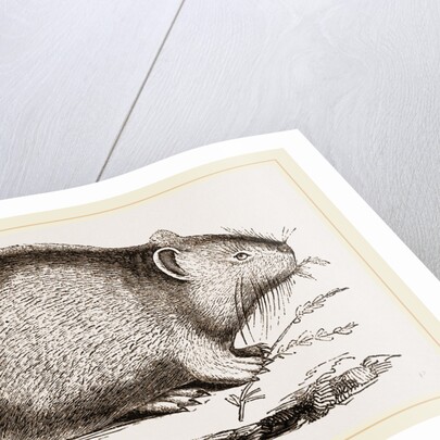 Dwarf Pika by Anonymous