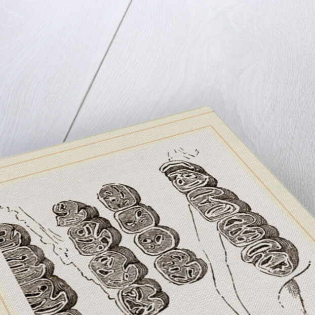 Teeth of Agouti by Anonymous