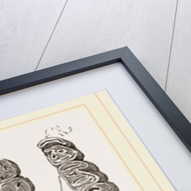 Teeth of Agouti by Anonymous