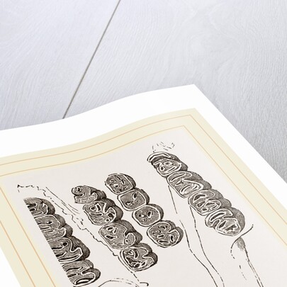 Teeth of Agouti by Anonymous