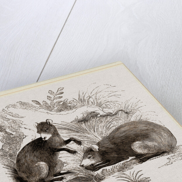 Common Agouti by Anonymous