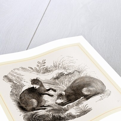 Common Agouti by Anonymous