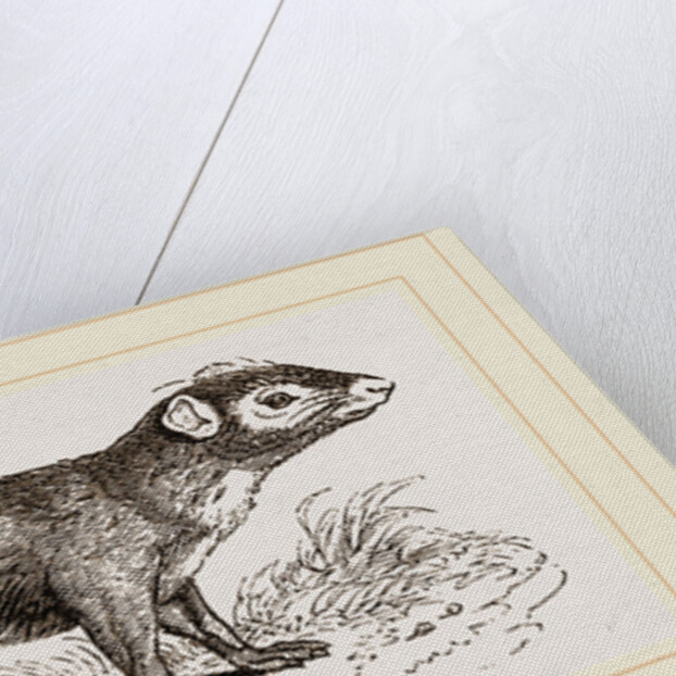 Acouchi by Anonymous