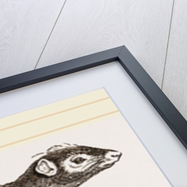 Acouchi by Anonymous