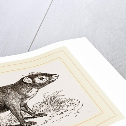 Acouchi by Anonymous