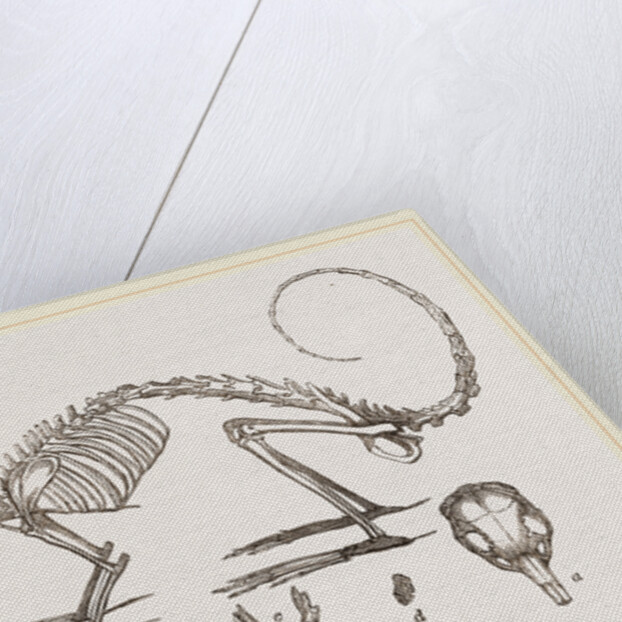 Skeleton and Skull of Cavier's Lagotis by Anonymous