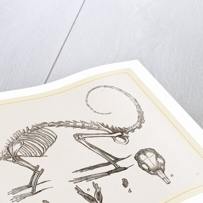 Skeleton and Skull of Cavier's Lagotis by Anonymous