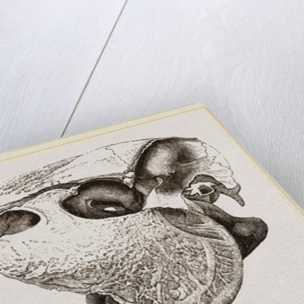 Skull of Paca by Anonymous