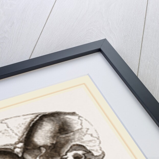 Skull of Paca by Anonymous