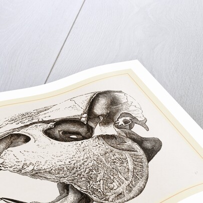 Skull of Paca by Anonymous