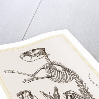 Skeleton of Viscacha by Anonymous