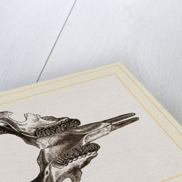 Lower jaw of Paca by Anonymous