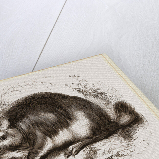 Viscacha by Anonymous