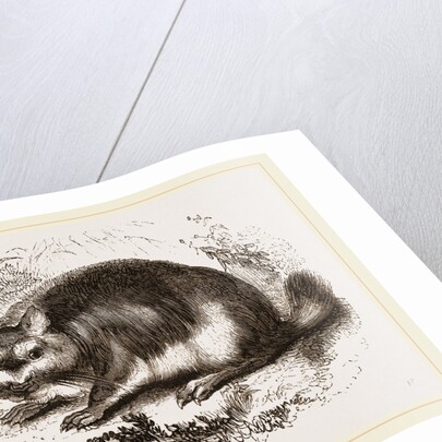 Viscacha by Anonymous