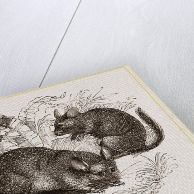 Chinchilla by Anonymous