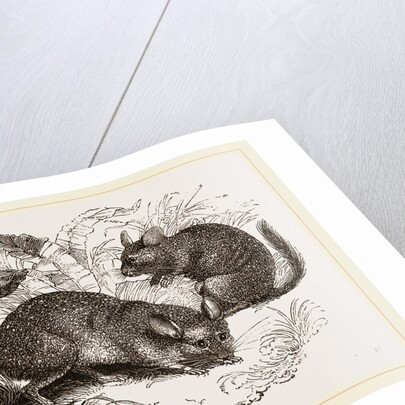 Chinchilla by Anonymous