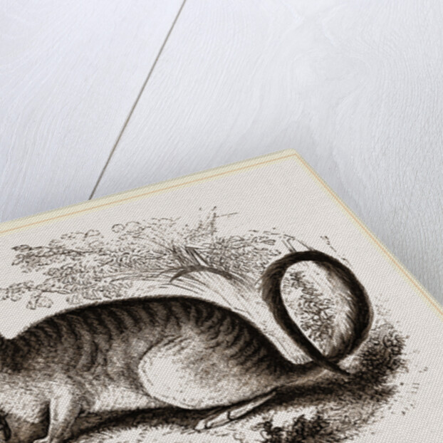 Cuvier's Lagotis by Anonymous