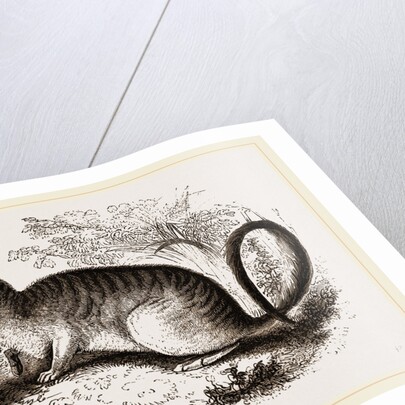 Cuvier's Lagotis by Anonymous