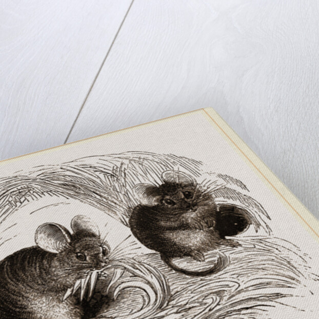 Chinchilla by Anonymous