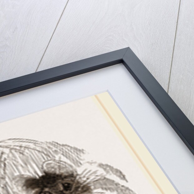 Chinchilla by Anonymous