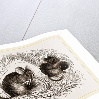 Chinchilla by Anonymous