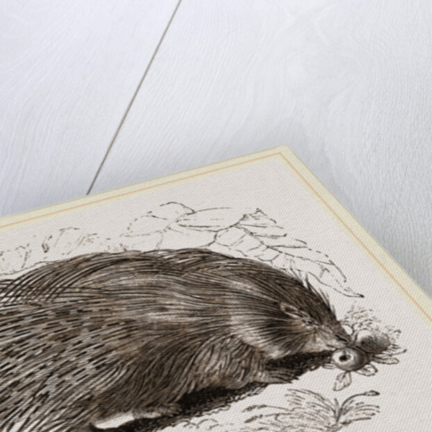 Common Porcupine by Anonymous