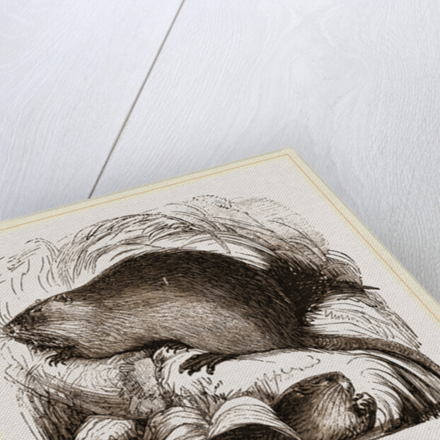 Coypu by Anonymous