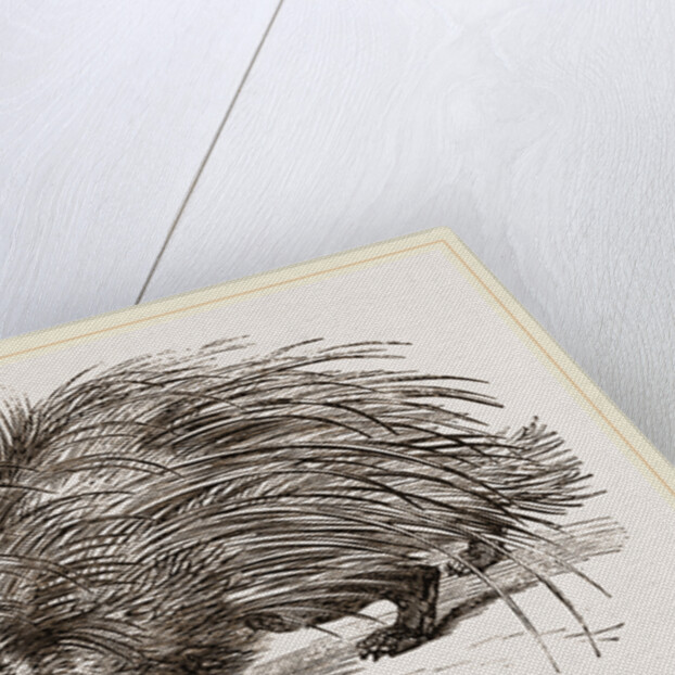 Common Porcupine by Anonymous