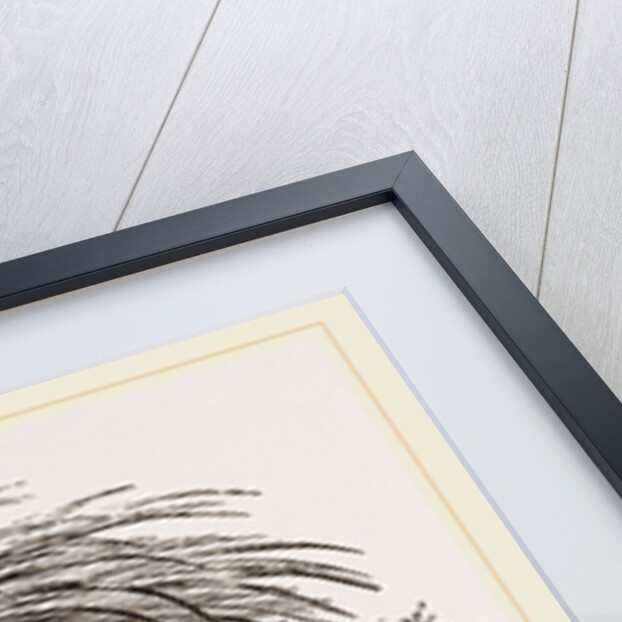 Common Porcupine by Anonymous