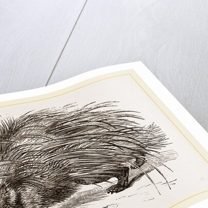 Common Porcupine by Anonymous