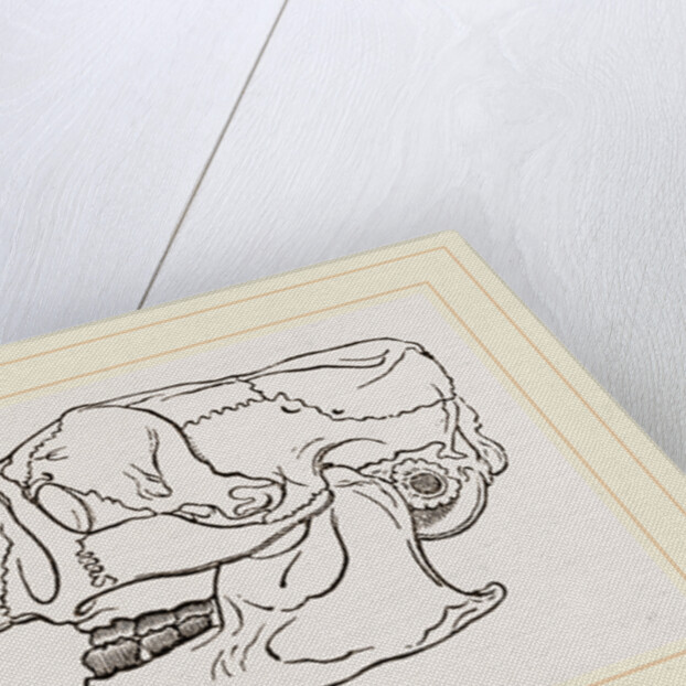 Skull of Common Porcupine by Anonymous